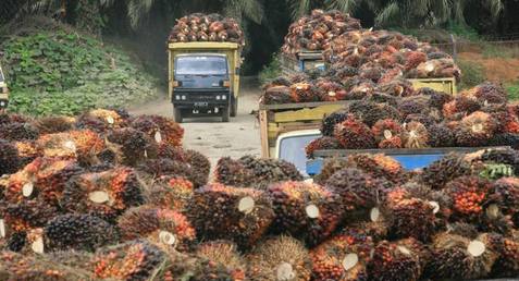 LAHAN SAWIT: Ekspansi Malaysia Terselubung, Petani Cemas